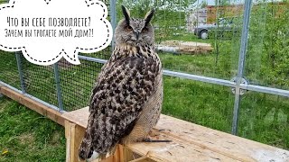 Why is everything wrong with the owl Yoll in the aviary, as subscribers advise and demand