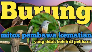 5 jenis burung kedasih/uncuing, burung yang di mitoskan sebagai pertanda kematian