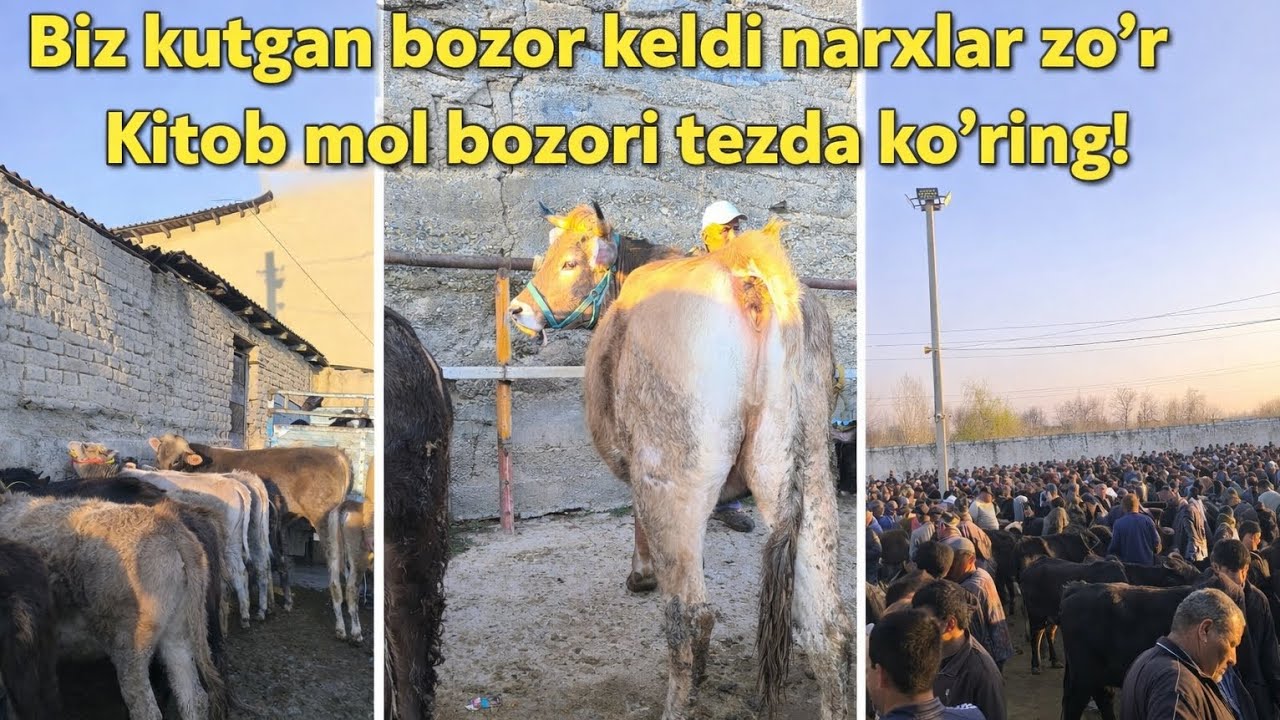 KITOB MOL BOZORI Biz kutgan bozor keldi TEZDA KO‘RING 