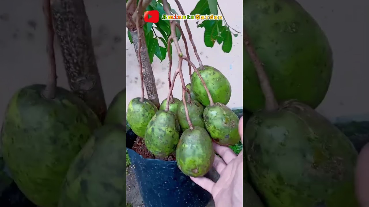 Many people don't know how to grow ambarella fruit trees from leaves#aminatagarden#garden#short#grow