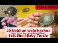 20Nakhon wala kachua|Care of Softshell turtle|Softshell turtle rescue|20नखोन वाला कछुआसो|দেশীয়কচ্ছপ