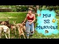 Presentndoles a mis 32 mascotas ii de nova con amor