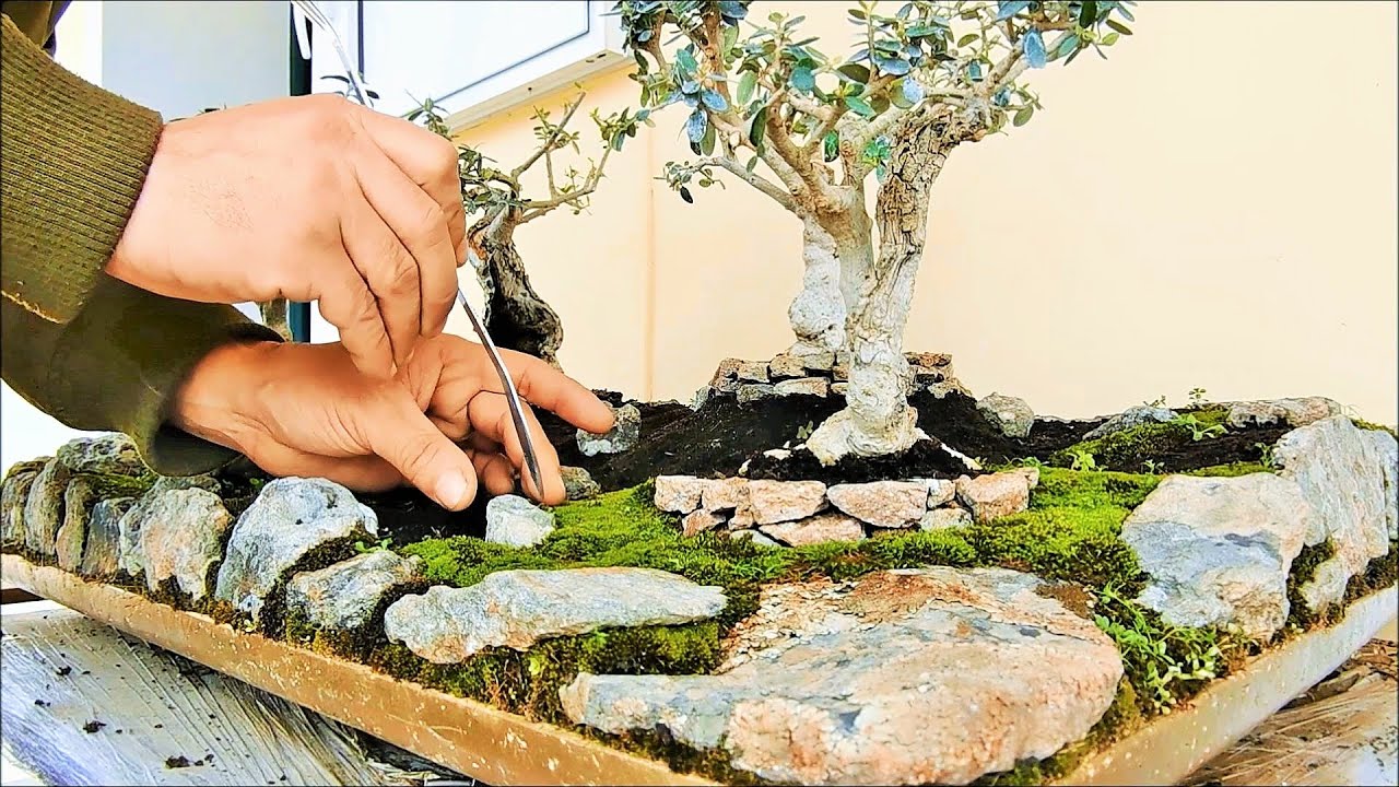 Art of Making a Lesvos island Olive Grove Bonsai Landscape (Miniature) | By Artist Ignatios Nanidis