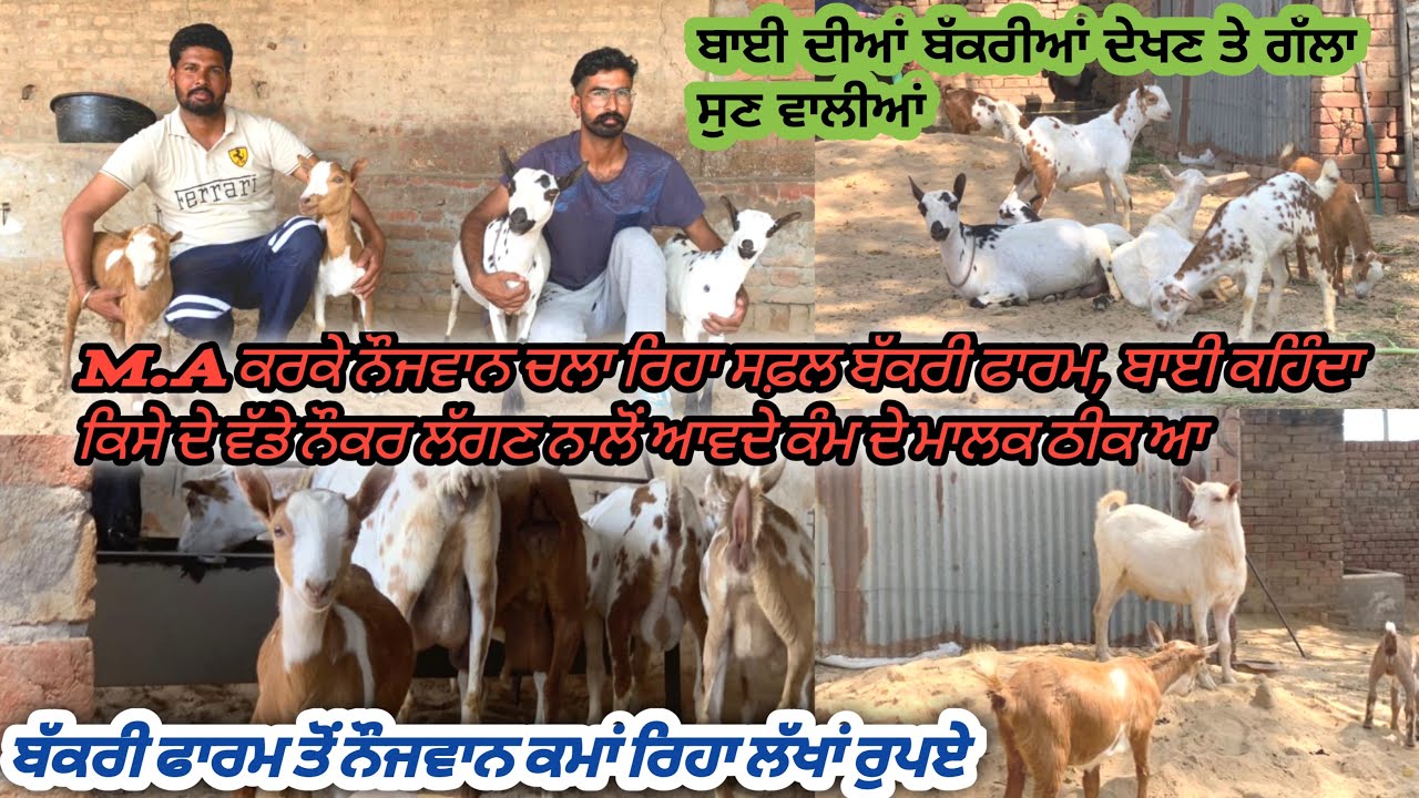 ਬਾਈ ਦੀ ਸੋਚ ਤੇ ਬੱਕਰੀਆ ਦੋਵੇ ਵਧੀਆ,ਨਵਾ ਬੱਕਰੀ ਫਾਰਮ ਖੋਲਣ ਤੋ ਪਹਿਲਾ ਬਾਈ ਨਾਲ ਕੀਤੀ ਗੱਲਬਾਤ ਜੂਰਰ ਸੁਣੋ ।