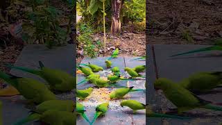 The 🦜world's most beautiful and iconic Parrots #youtubeshorts #shorts #shorts-feed #birds