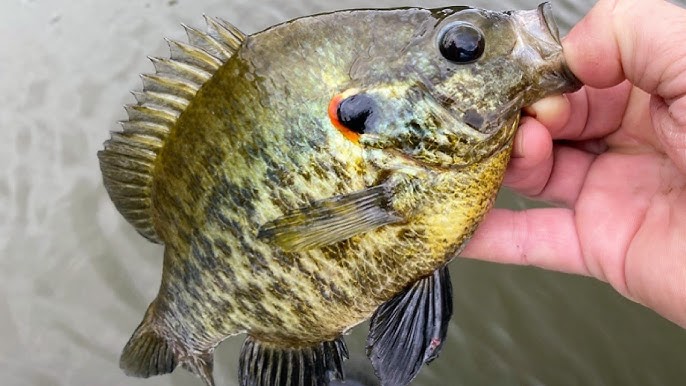 Bluegill Fishing on Tennessee River with Matt Morgan (American Crappie  Trail) and Russ Bailey 