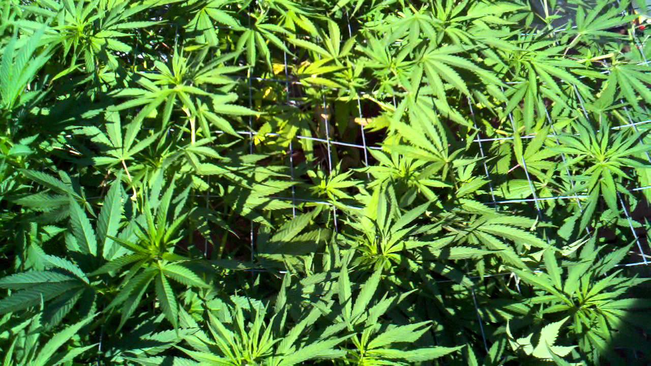 Budman68 outdoor grow #2