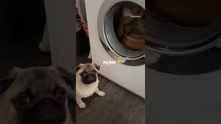 Mosy does NOT want her dog bed washed  #pug #dog #puppy #funny