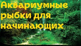 Популярные и неприхотливые аквариумные рыбки для начинающих аквариумистов![#Аквариумные рыбки](Популярные и неприхотливые аквариумные рыбки для начинающих аквариумистов! С каких аквариумных рыбок..., 2015-12-29T09:12:34.000Z)