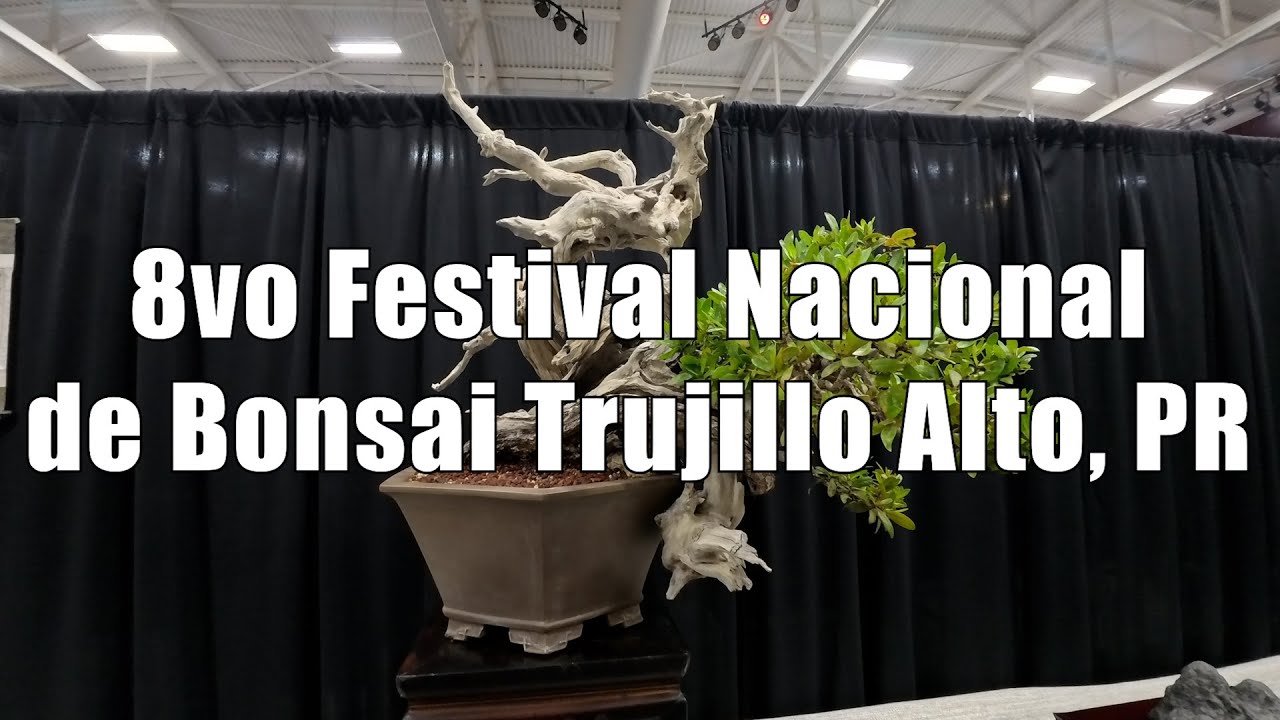 8vo Festival de Bonsái Nacional Puerto Rico – Amabi Bonsai Tropical Puerto Rico
