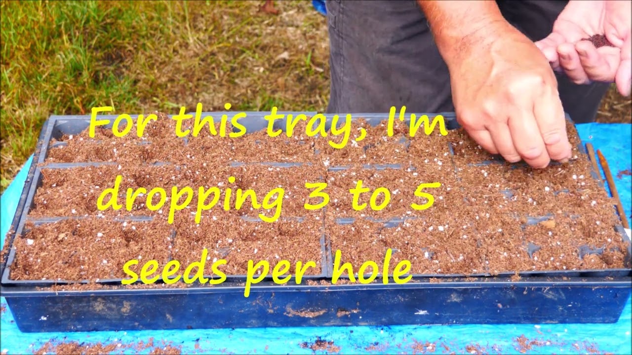 Starting seeds in tray Aug 2022 YouTube