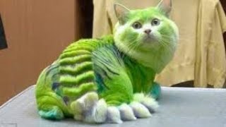 Rarest Cat Breeds Around the World