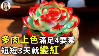 多肉上色滿足4要素，短短3天就變色，美到窒息肉友都羡慕！|花花世界