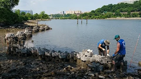 The Living Shoreline: New York Restoration Project
