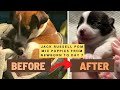Jack Russell Pomeranian Mix Puppy Development Stages From New Born to Week 1