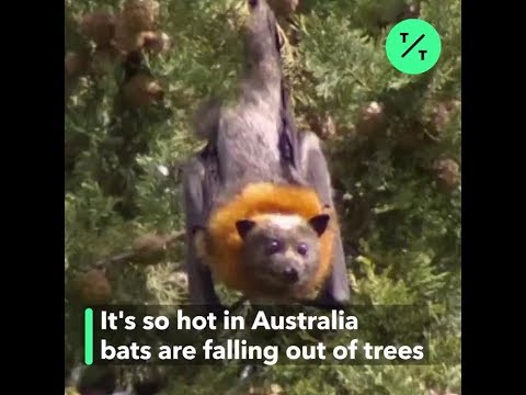 Bats Collapsing In Australia Heatwave Youtube