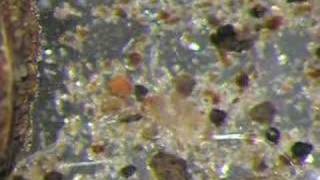 Soil Biology (Microfauna) - Terry Tollefson