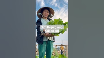 Giới thiệu giống: Cải bó xôi chịu nhiệt - Rạng Đông Seeds #hatgiongrangdong #rangdongseeds