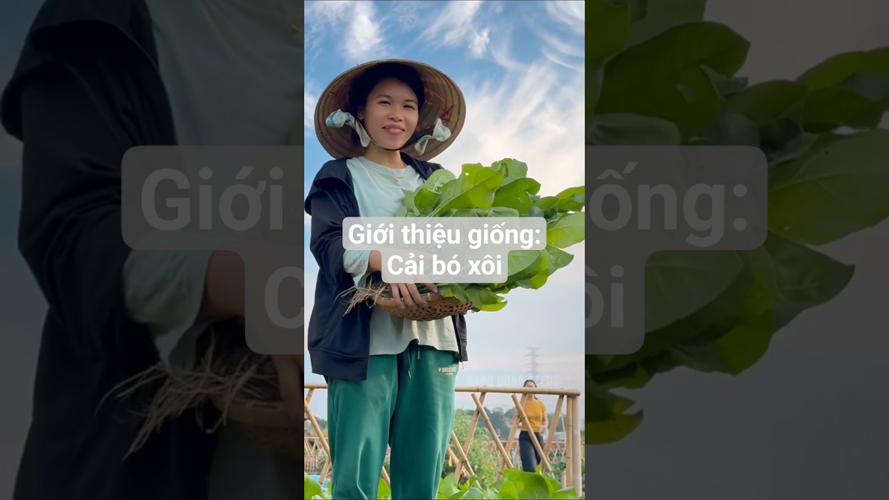 Giới thiệu giống: Cải bó xôi chịu nhiệt - Rạng Đông Seeds #hatgiongrangdong #rangdongseeds