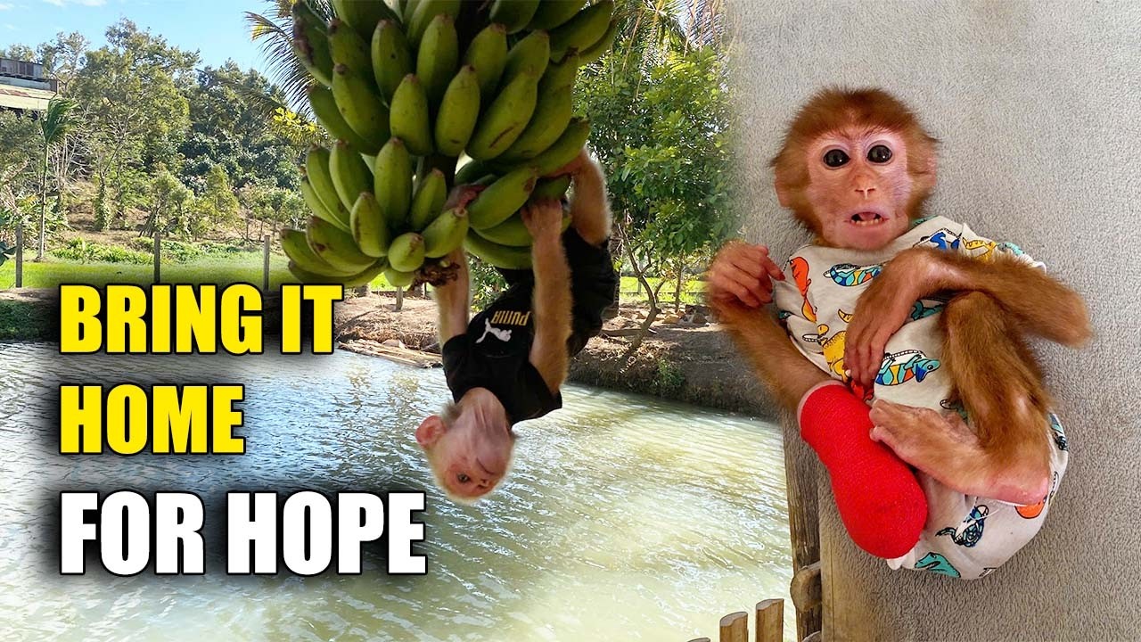 JOBI Discovers Ripe Bananas… And His Actions Surprise Everyone ❤️🍌
