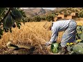 موسم الحصاد في جبال الريف خيره الله الباكول والمشماش في واد غيس إقليم الحسيمة Nature 