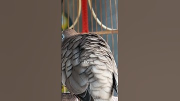 Thumbnail of Local turtle doves have a crystal clear topcer sound for bait that responds immediately #shorts