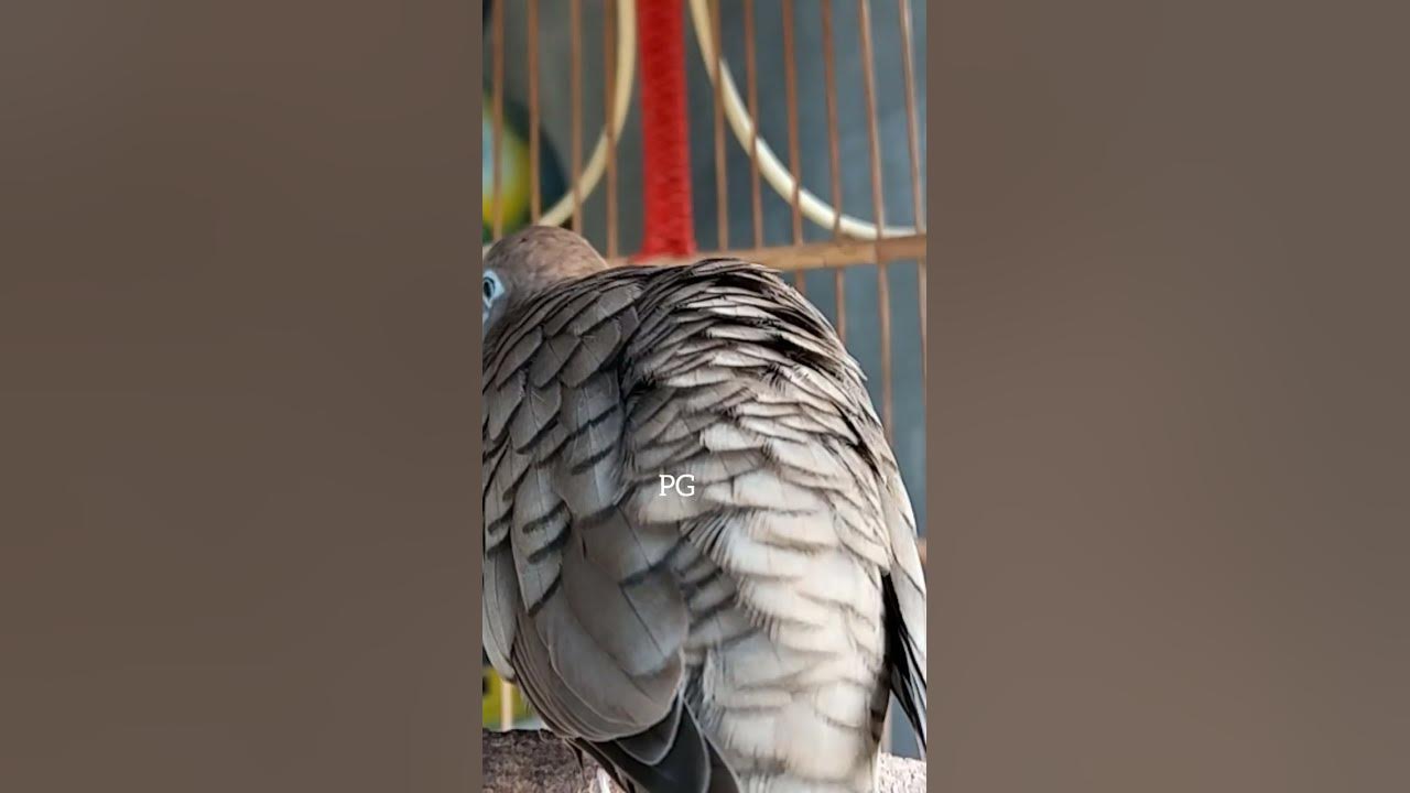 Local turtle doves have a crystal clear topcer sound for bait that responds immediately #shorts