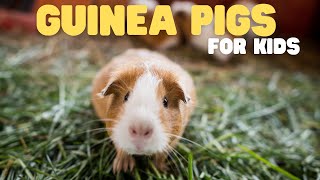 guinea pigs for kids learn all about these cute tailless rodents