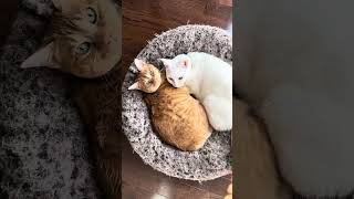 Revenge Time Waking Up My Cat