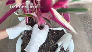Stromanthe Triostar - Divide And Repot