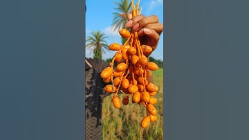 "Picked Fresh Dates and Tasted One Instantly! 🍯🌴 #Shorts #FreshFruit #Dates"#shortvideo