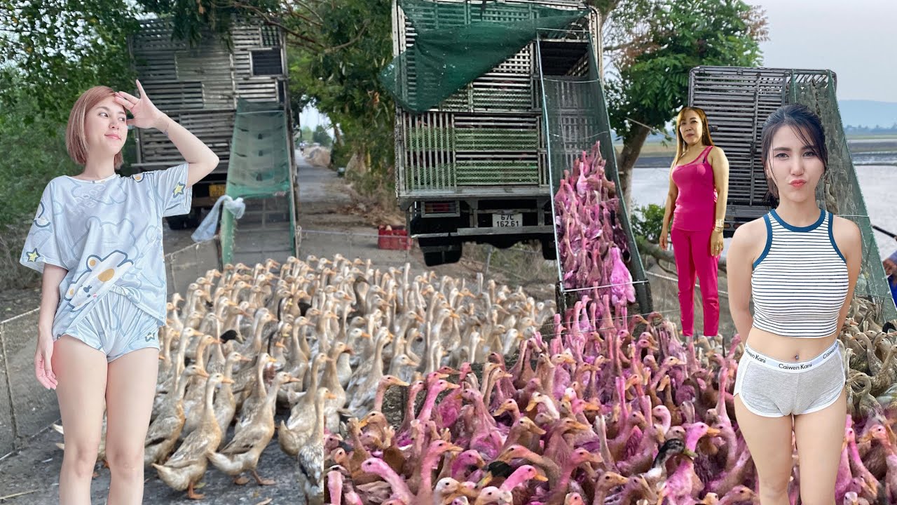 how to move ducks by truck