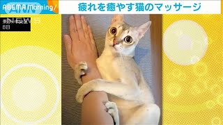 「にゃんですか？」疲れを癒やすネコのマッサージ(2021年8月13日)