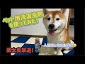 ★ペット用洗濯洗剤を使ってみた！★【柴犬柴太】