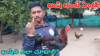 Topic About Kusi//How to Identify//Ytm Reddy Farming Channel//Kukkuta Sastram screenshot 5