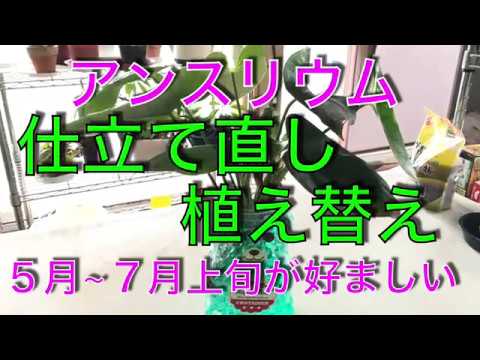 アンスリウム 仕立て直し 植え替え Youtube