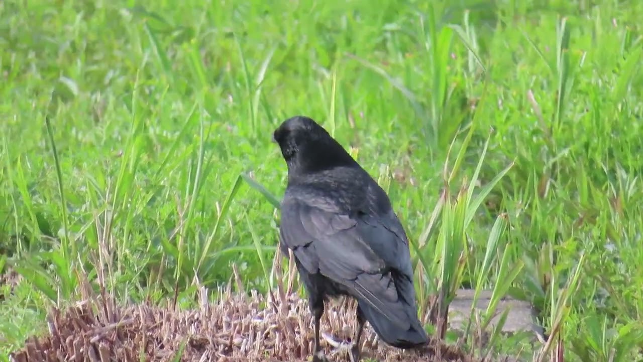 2024年4月8日カラスのお散歩