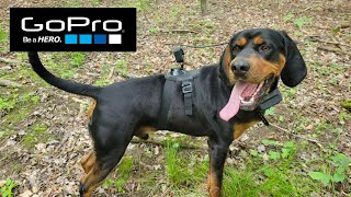 GoPro Dog Harness Mount...DOES IT WORK!?