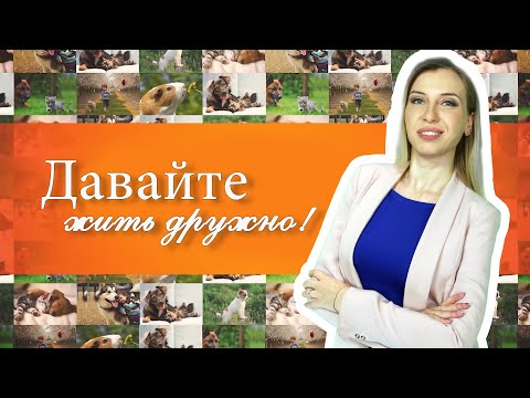 Как помочь животным пережить жару: советы ветеринара