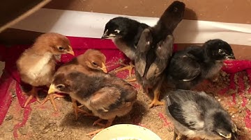 Updates on my backbreaker chicks and Diablo chicks.