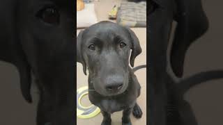 more of the puppy! #puppy #labrador #labradorpuppy #cute #blacklab