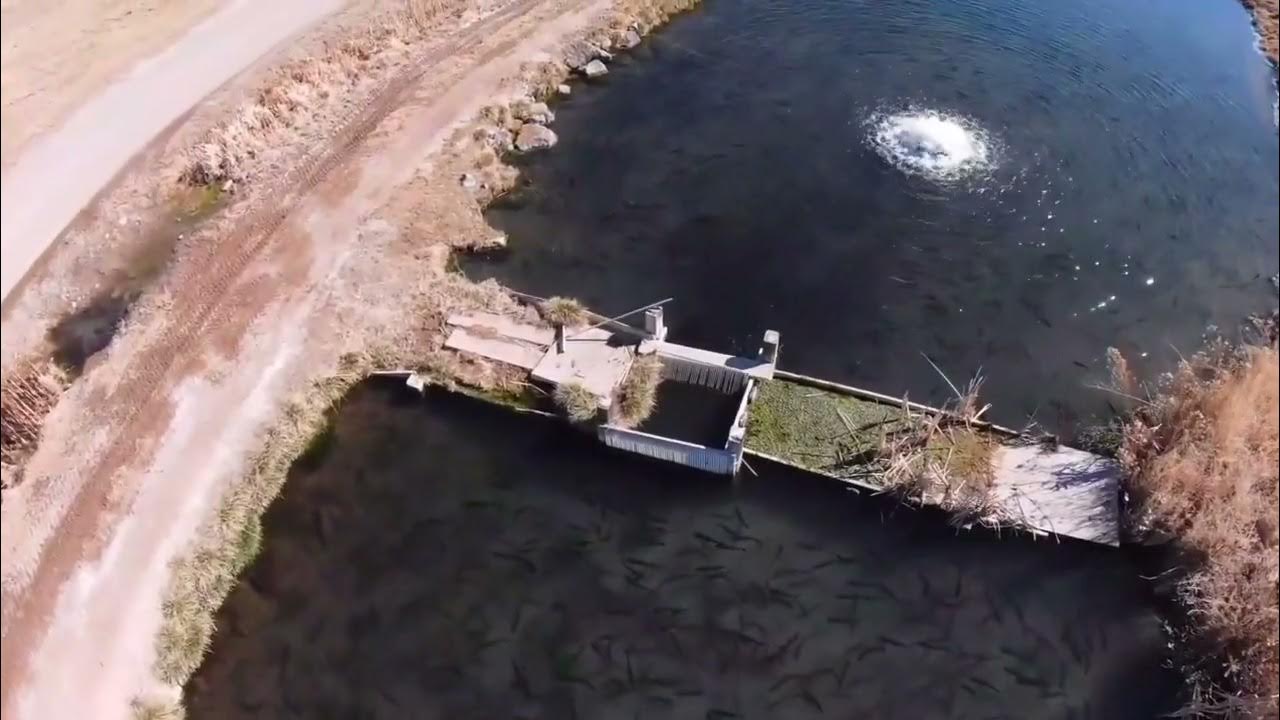 Treated vs Untreated Canals at Utah Fish Hatchery YouTube