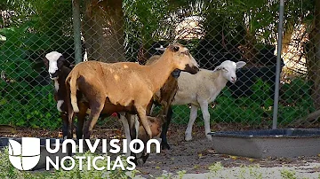 ¿Los animales se queman con el sol?