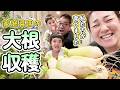 【うんとこしょ!どっこいしょ!】家庭菜園で育てた大根を収穫していきます!