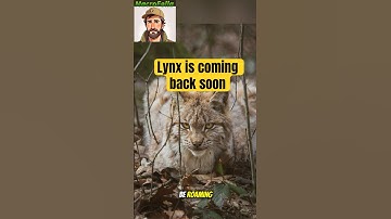 Lynx is coming back soon #lynx #reintroduction #britishwildlife #uknews