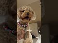 Собачники, ликуем ❤️