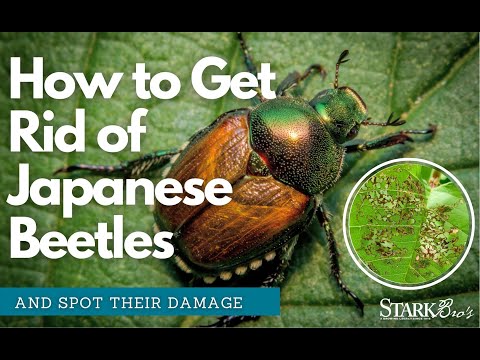 Japanese Beetles And How We're Getting Rid Of Them In Our Orchard