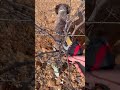 Domingos de poda, viña dd 3 años a una vara y dos pulgares #campo #tractor  #uvas #vino  #fuerza