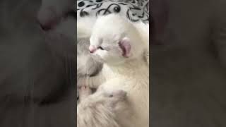Lulu and Kristoff's Procurl Harem American Curl Kittens by Procurl Harem 284 views 1 year ago 1 minute, 11 seconds