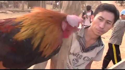 peb cov qaib dib ej qua zoo tshaj nyob sab xeev luangprabang 2020